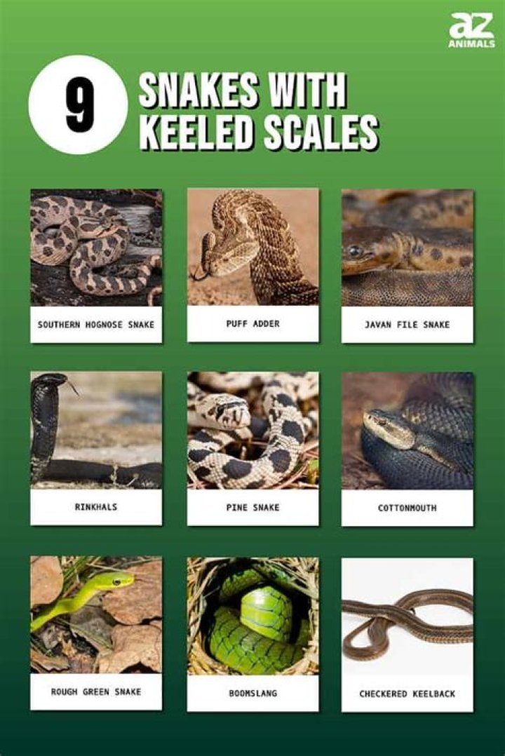 Which snakes have keeled scales?