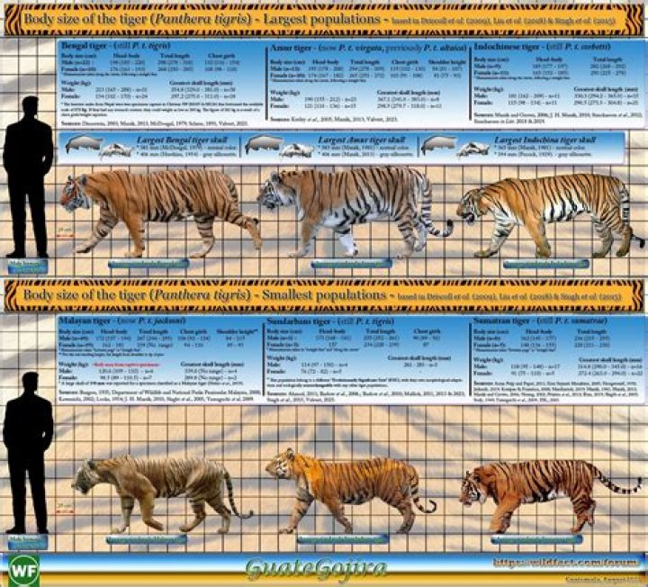 Which species of tiger is the biggest?