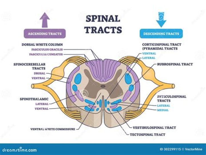 Which spinal cord tracts are ascending tracts?