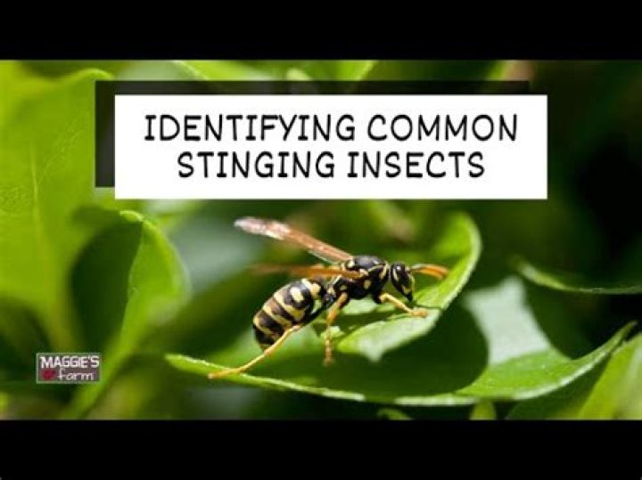 Which stinging insects live in the ground?