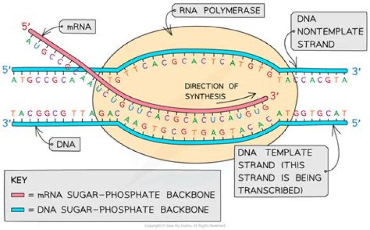 Which strand of dna is transcribed?