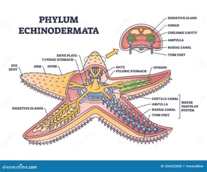 Which structure makes echinoderms unique?