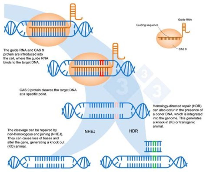 Which system cleaves the dna randomly?