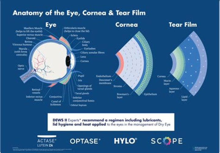 Which tear comes out of which eye?
