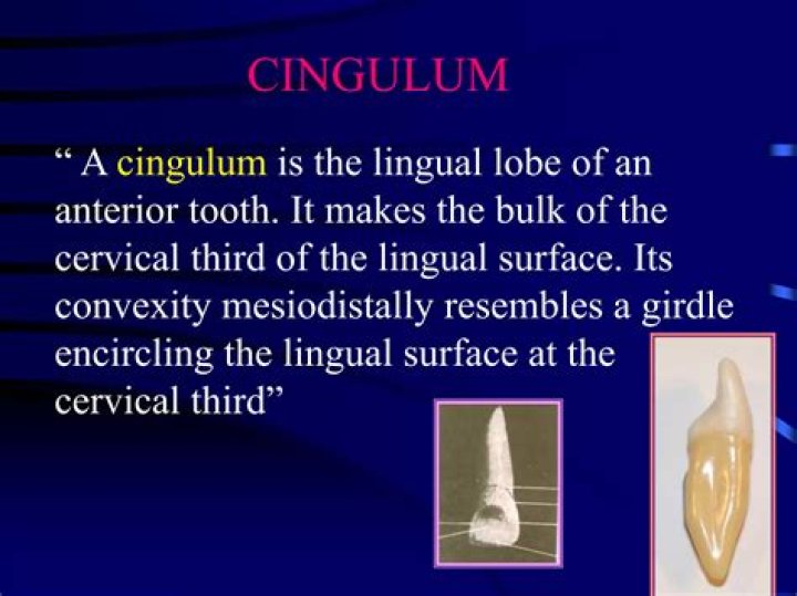Which teeth have cingulum?