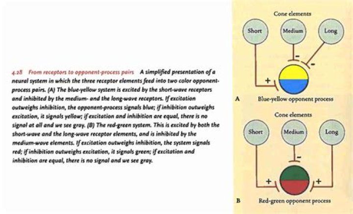Which theory explain opponent process?