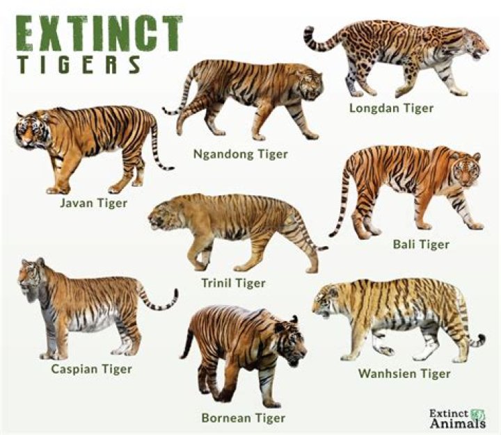 Which tiger species are extinct?