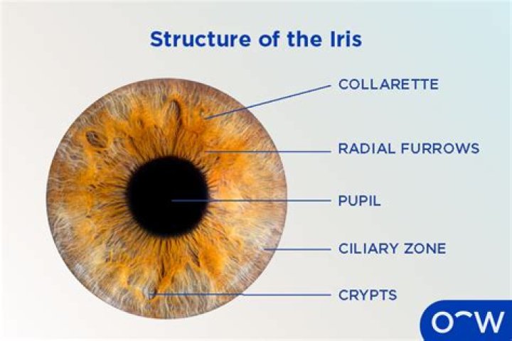 Which tissue found in iris?