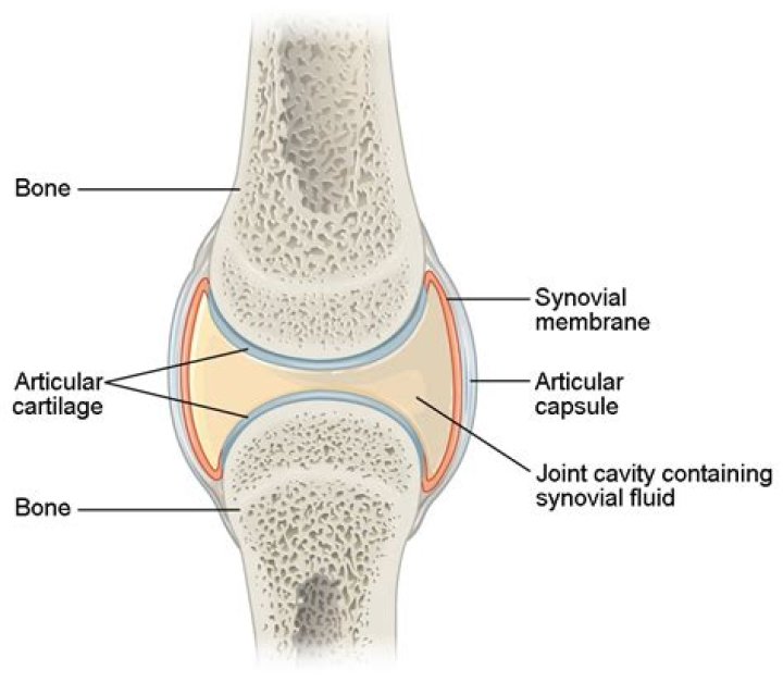 Which tissue smoothes bone surfaces at joints?