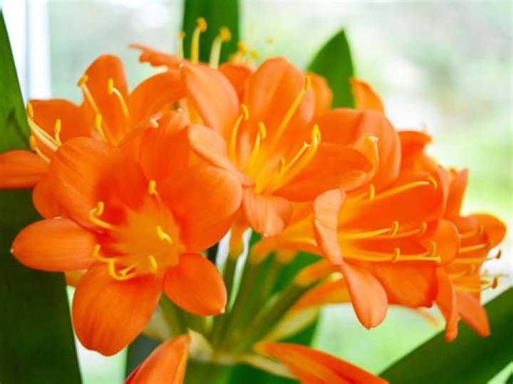 Which tree has orange flowers?