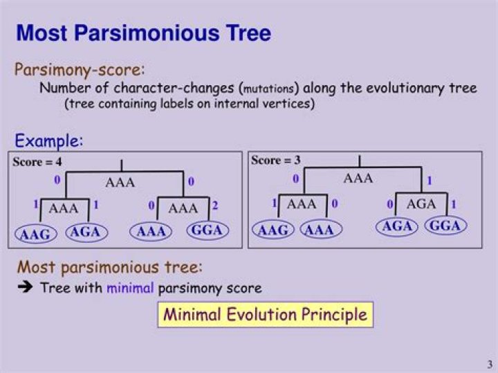 Which tree is most parsimonious?