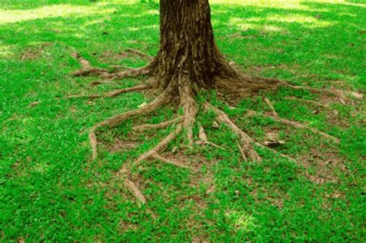 Which trees are shallow rooted?
