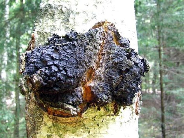 Which trees does chaga grow on?