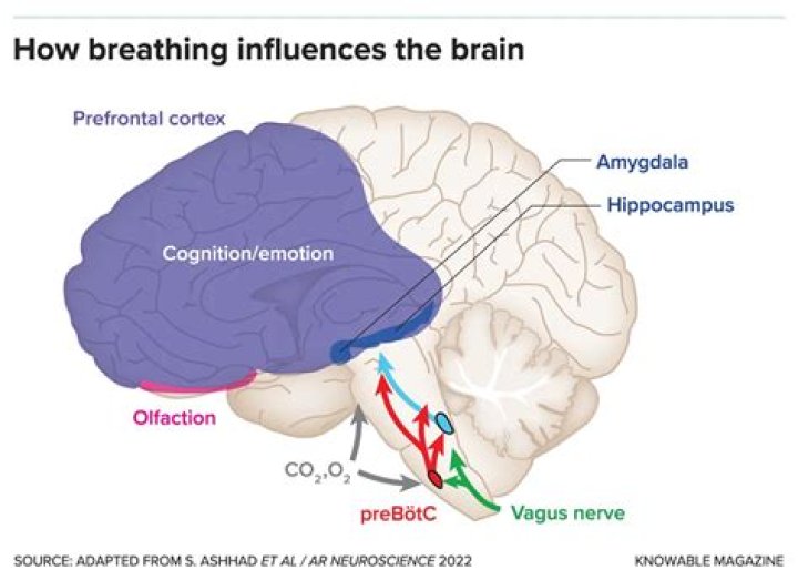 Which two portions of the brain are involved in controlling respiration?