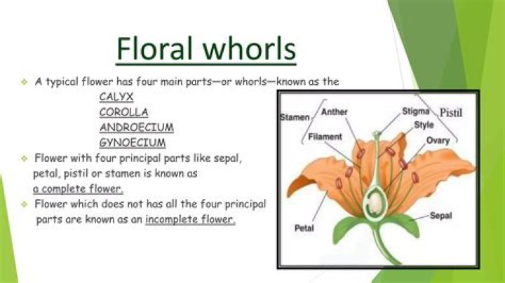 Which two whorls of the flower comprises the perianth?