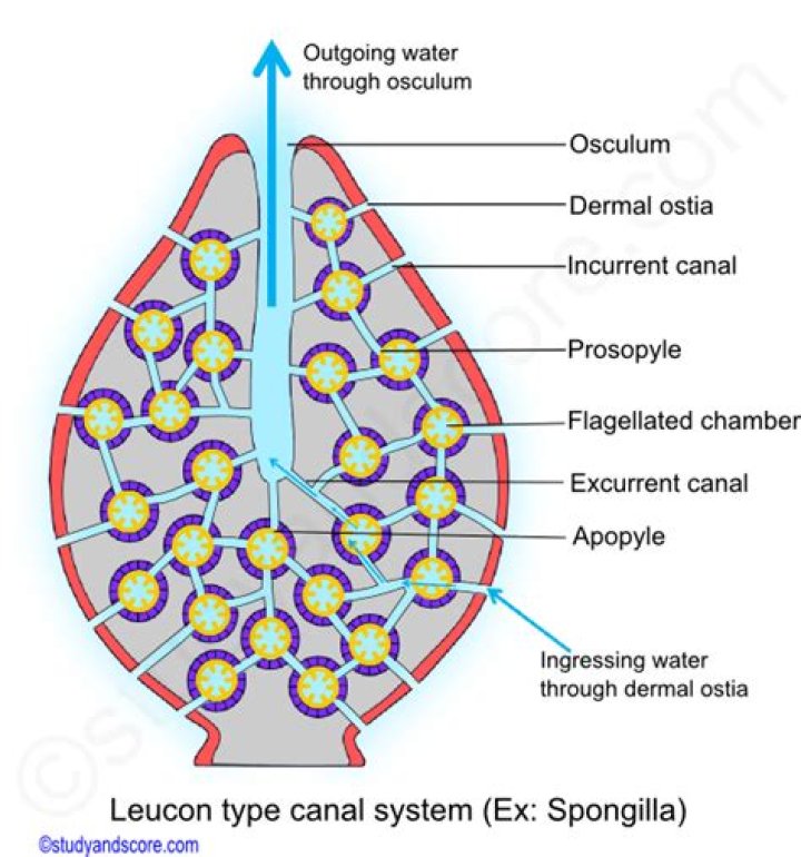 Which type of canal system is found in leucosolenia?