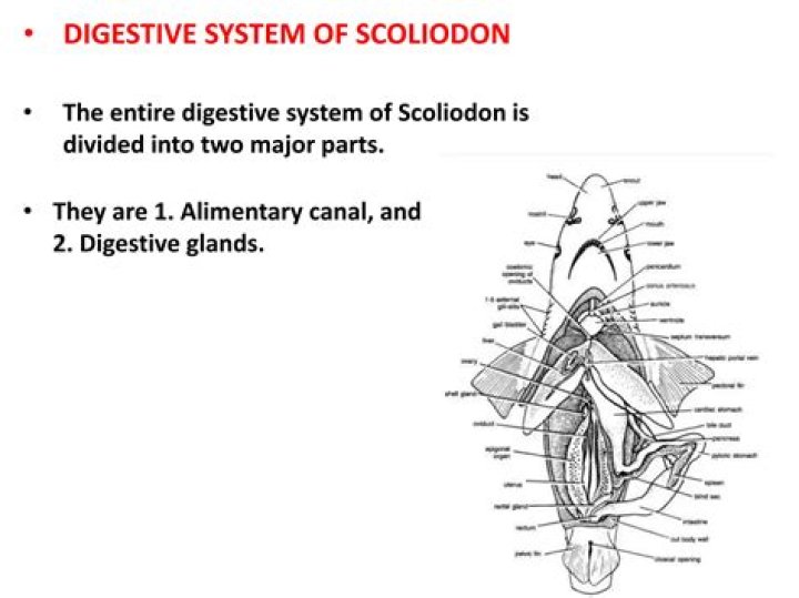 Which type of dentition is present in scoliodon?