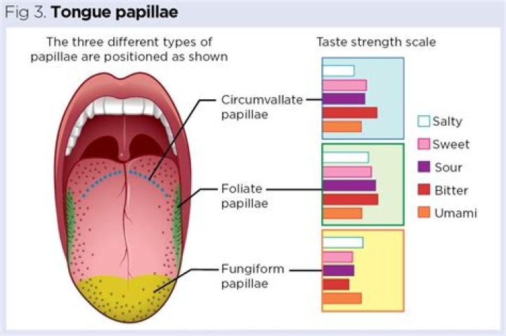 Which type of papillae on the tongue is mushroom shaped?