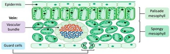 Which vascular tissue is dead at maturity?
