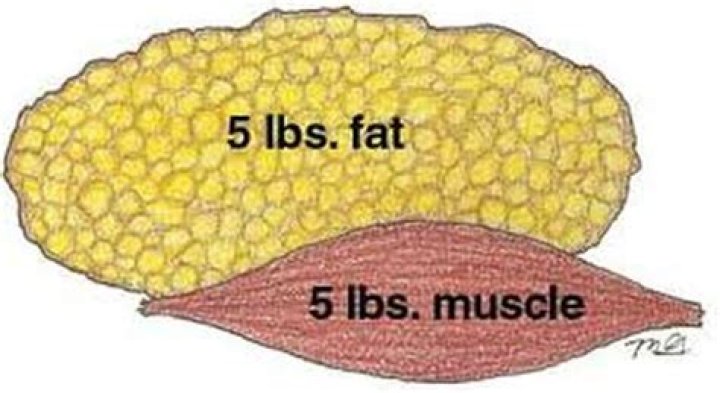 Which weighs more muscle or fat?