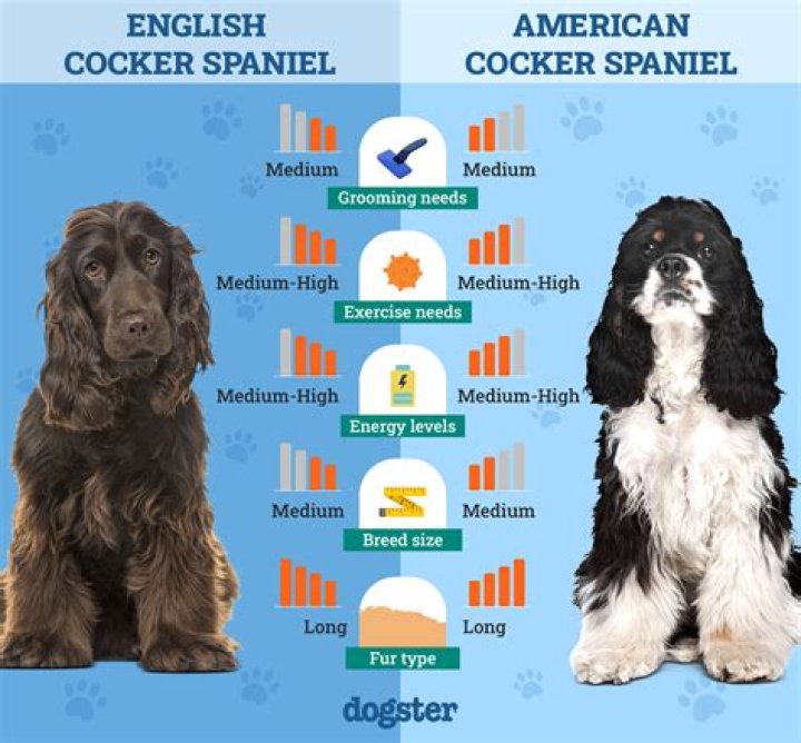Which whistle for cocker spaniel?