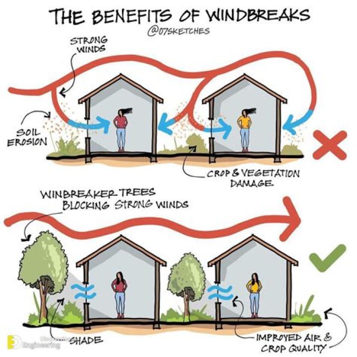 Which windbreak to buy?