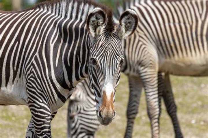 Which zebras are endangered?