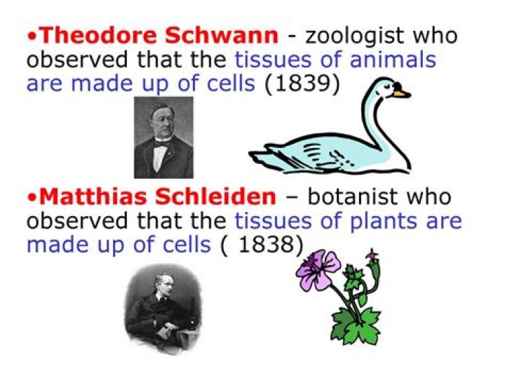 Who among schleiden and schwann was zoologist and botanist?