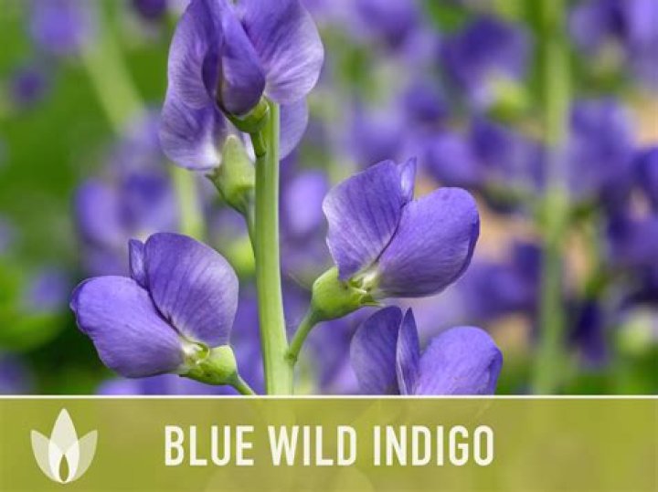 Who are indigo and woad?