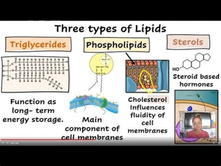 Who are the building blocks of lipids?