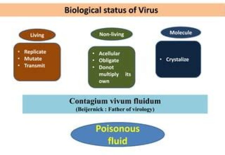 Who called viruses as contagium vivum fluidum?