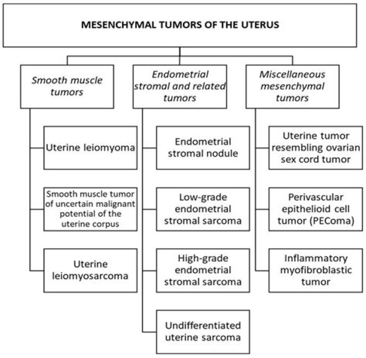 Who classification of uterine leiomyomas?