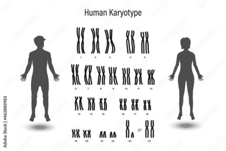Who created the karyotype?
