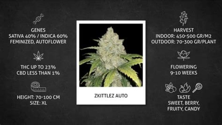 Who created zkittlez strain?