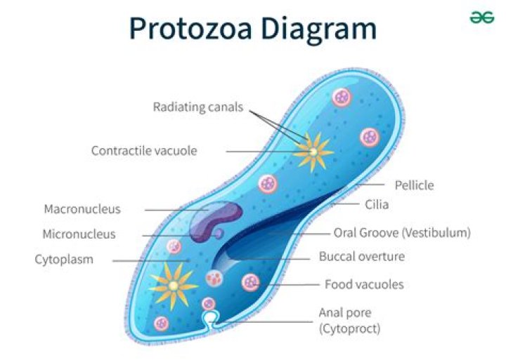 Who described protozoa as a cellular organism?