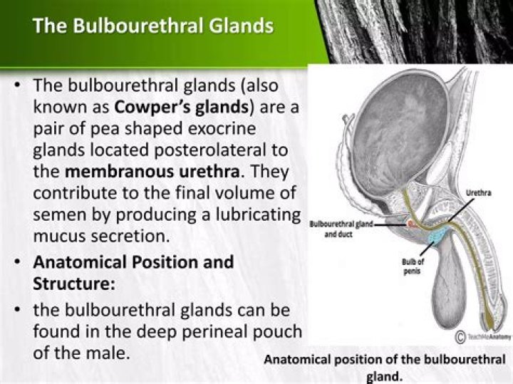 Who discovered bulbourethral gland?