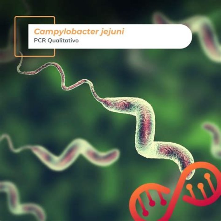 Who discovered campylobacter jejuni?