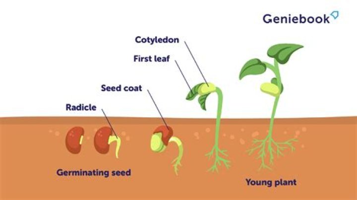 Who discovered seed germination?