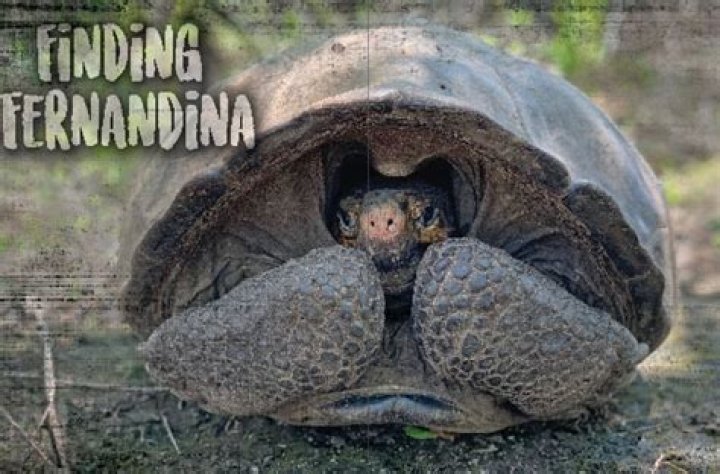 Who discovered the fernandina tortoise?