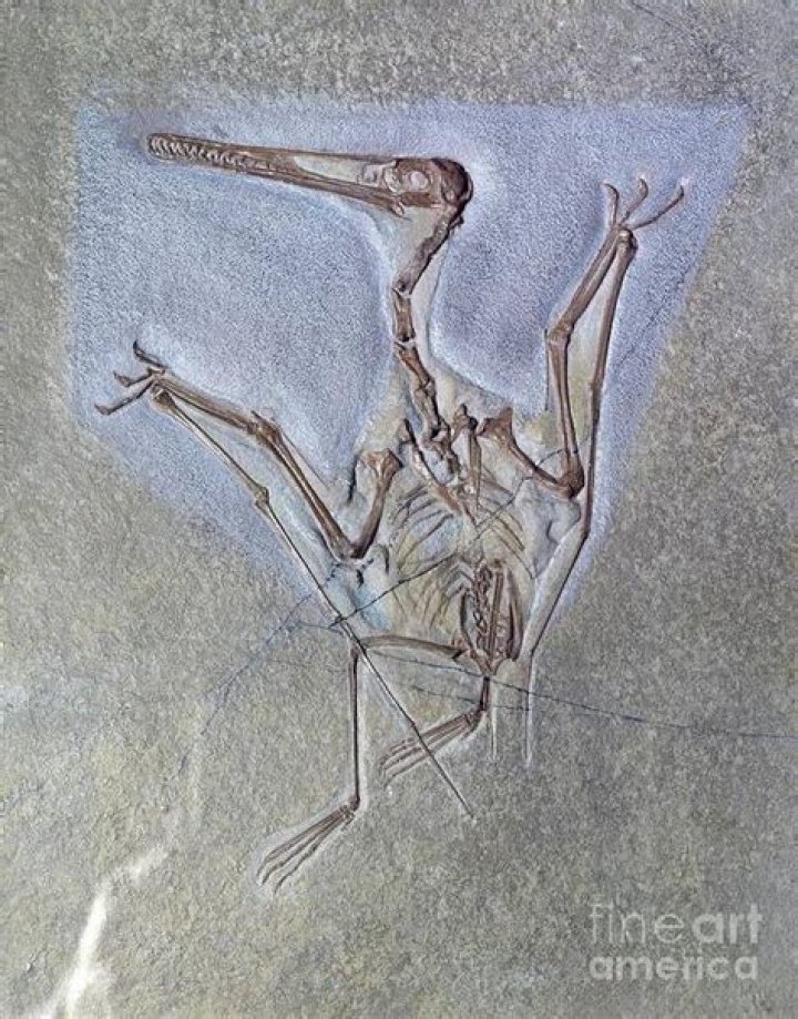 Who discovered the first pterodactyl fossil?