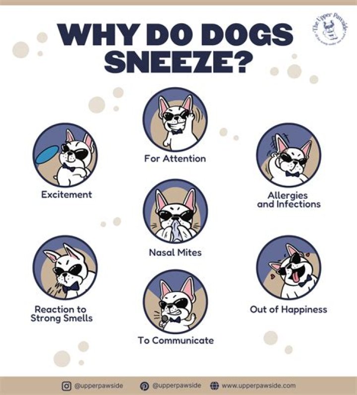 Who do dogs sneeze?