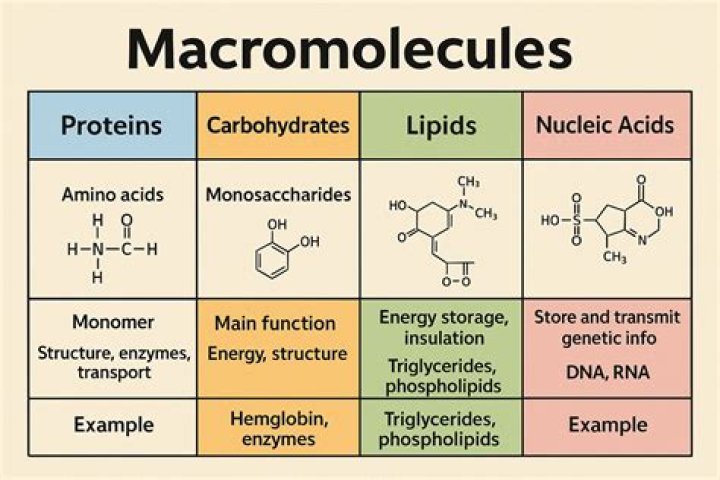 Who do macromolecules form?