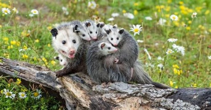 Who do you say opossum?
