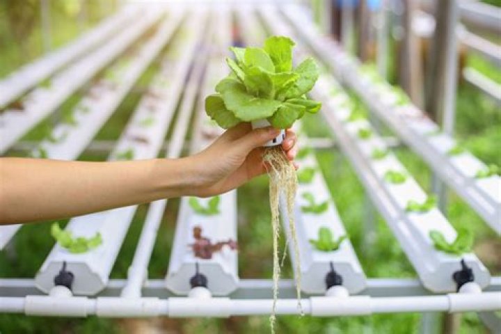 Who does hydroponics work?