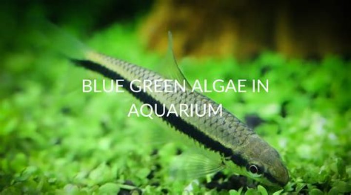 Who eats blue green algae?