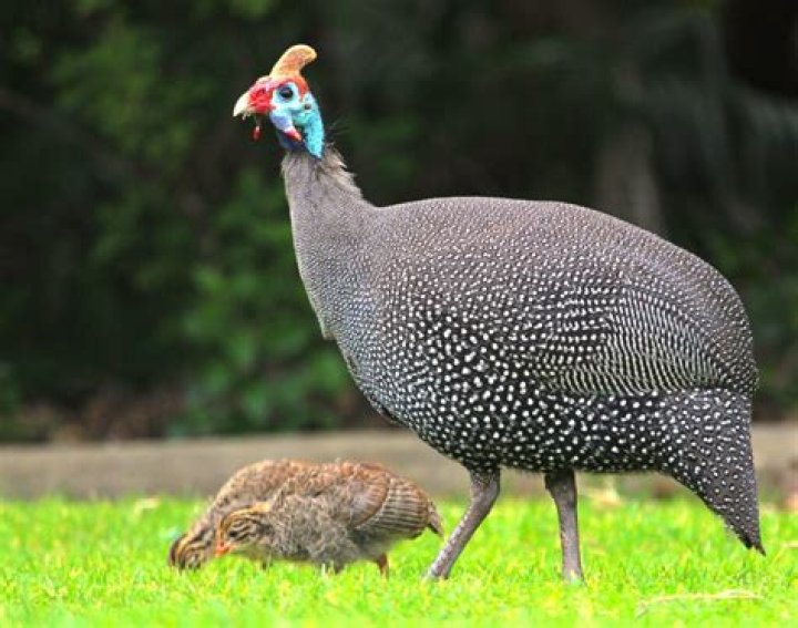Who eats guinea fowl?