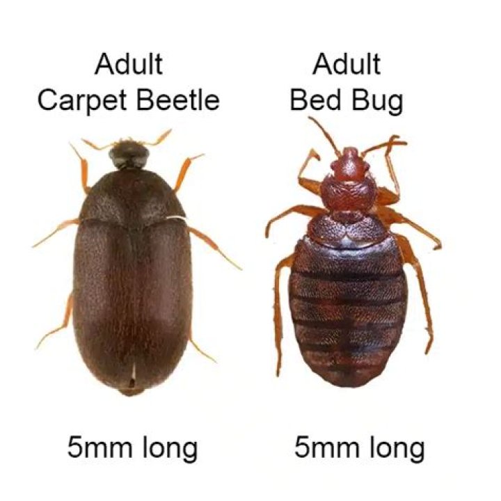 Who gets bed bugs?