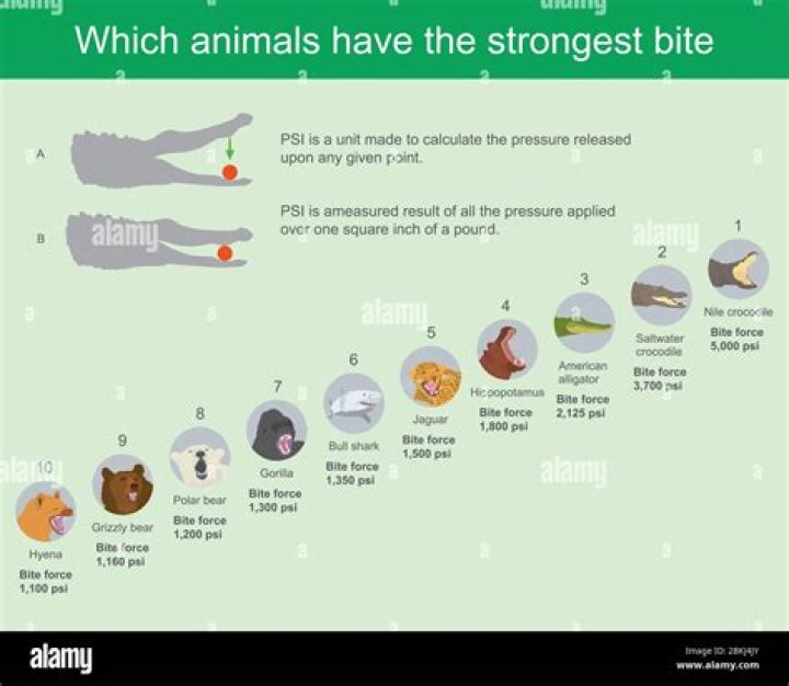 Who has the strongest bite?