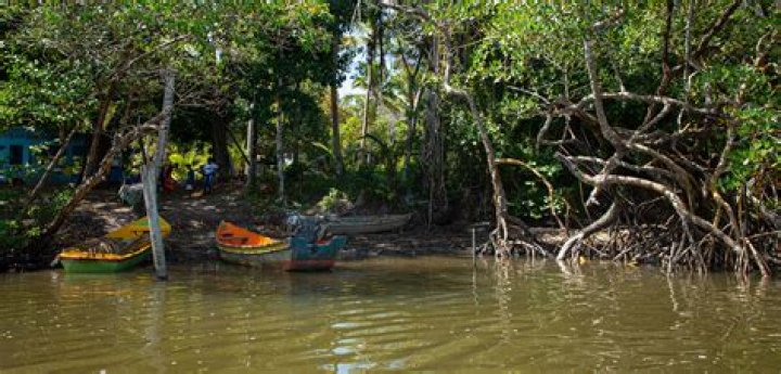 Who invented extractive reserve?