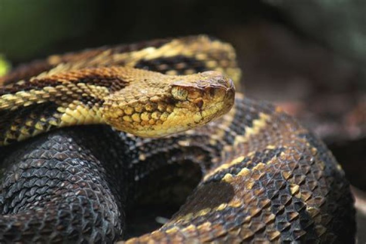 Who is a group of rattlesnakes called?
